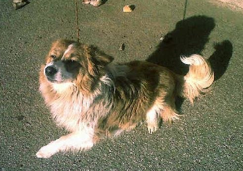 Es una perrita tan linda, guapísima y simpática... sobre todo muy atenta. 