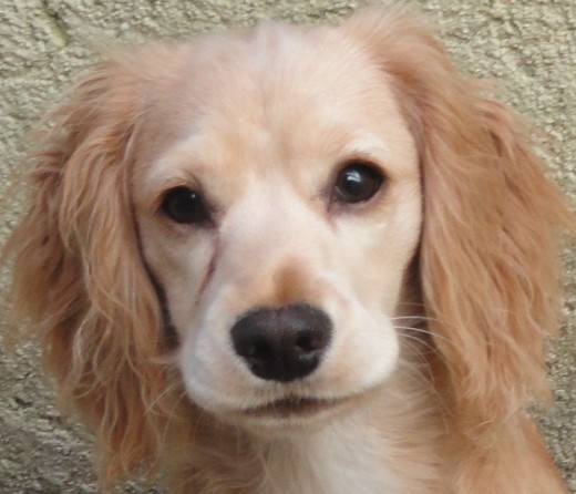 Es una perrita muy lista, le encanta saltar, pararse como un suricato, no le gusta estar sola, y le encanta jugar con todo, pelotas, huesos, calcetines, zapatos, peluches. me encanta ver la energía, es demasiado amigable y cariñosa, la amo a mi bebita linda.