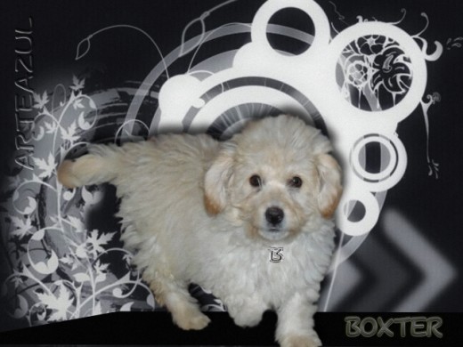 Este es mi pequeño Boxter, tiene 3 meses de edad, es bastante tranquilo, cariñoso, dulce, inteligente y divertido le encanta salir de paseo en auto y jugar