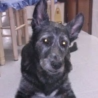mi nene con el pelo corto. Su pelo es como el de un lobo