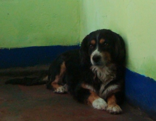 La verdad no se q raza es mi perrito pero no es nada comun pero muy lindo