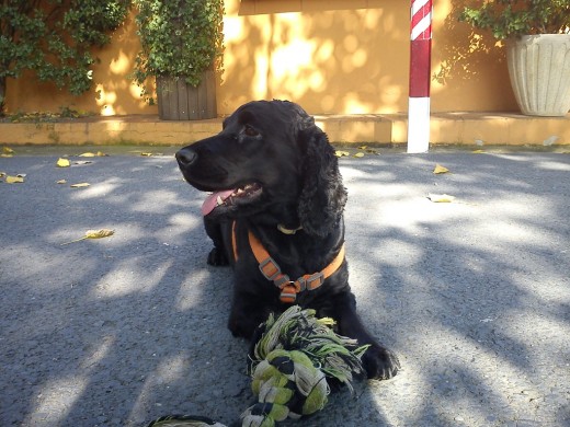 Lola con su juguete favorito del día 