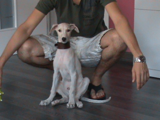 Hola soy pretor un galguito de tres meses de color canela, soy de badalona y vivo muy feliz con mis dueños.