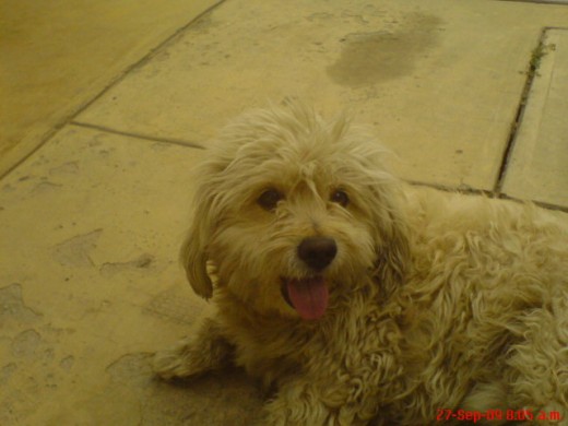 mi pelu 