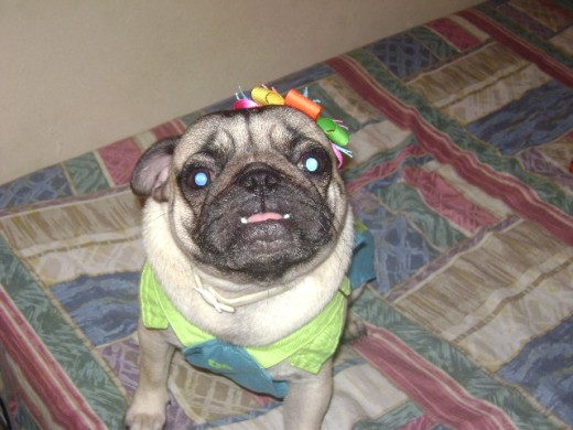 Me llamo Kamila.Soy una preciosa pug muy cari~osa.