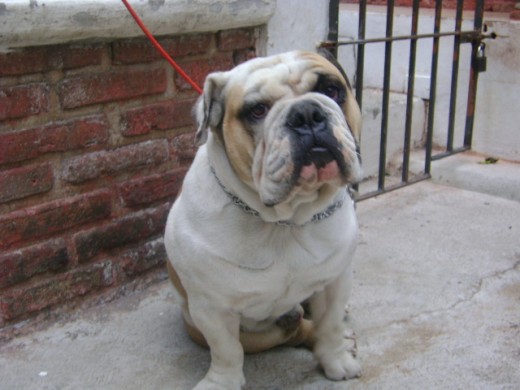 TOBY
Buldog Ingles
Macho
Blanco Leonado
06-05-2010
No de Reg.CPRG9407-B