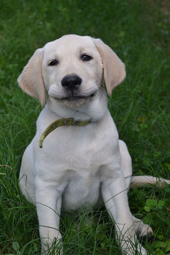 Boomer cunado tenia 4 meses