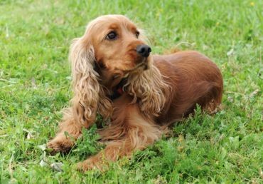 este ejemplar es muy fino cumple con todas las descripciones de un cocker spaniel es bueno para maquilas