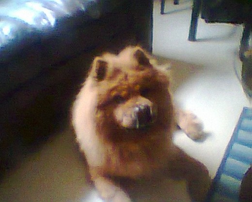 Aqui les presento a mi Toby.....proximo a cumplir 5 años........es de raza Chow Chow.....vive conmigo en Lima.......