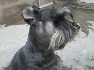 Corte de pelo y cepillado reciente.