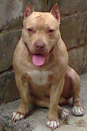 DRAKO