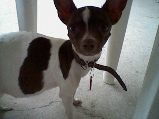 mi bebe