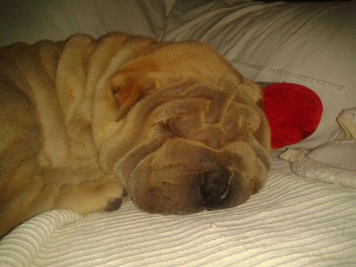 Mi gorDONA haciendo lo que le encanta...DORMIR!!!jj