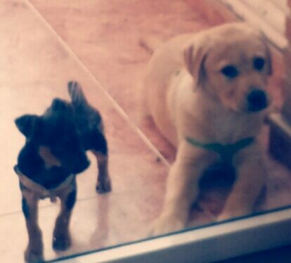 Aqui están Duque y su hermanito Django.