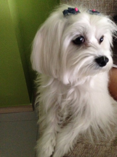 Recién salida de la peluquería, porque a pesar de que es una perrita es muy pero que muy presumida.