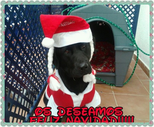 Pipa felicitando las navidades
