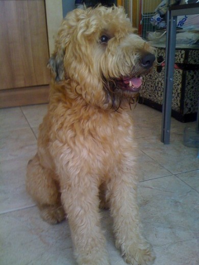 aqui  esta  mi jackson  terrier macho 