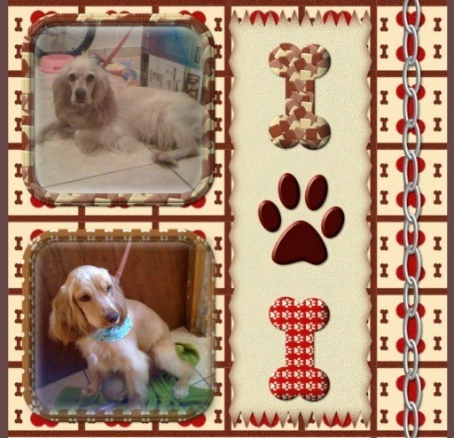 Estrella y Roy