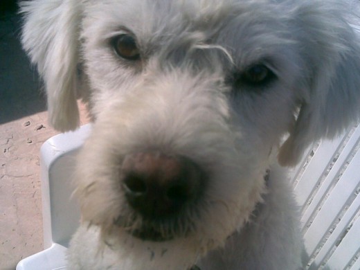 cali es un mestizo de caniche,es muy mimoso le encanta la gente