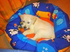 Rocky llega a casa!!!