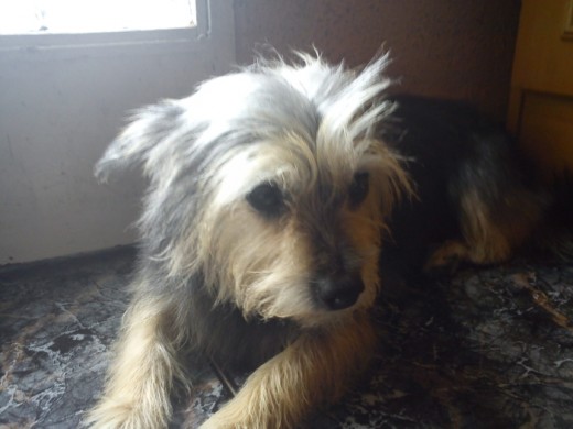 La tipica historia de una perrita que cuando es cachorro es muy graciosa, pero cuando es mayor la mandan a la perrera, pero como justo antes pasó por mi lado, me saludo, y le dije al dueño que de perrera nada, que me la quedo y que envejezca conmigo.