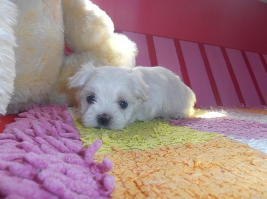 LA PRIMERA FOTO QUE ME ENVIO LA CRIADORA DE MI PEQUEÑA