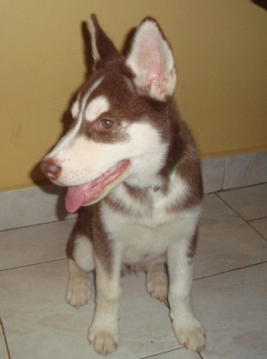 "Mi nombre es Rocco y soy un perro muy Feliz"