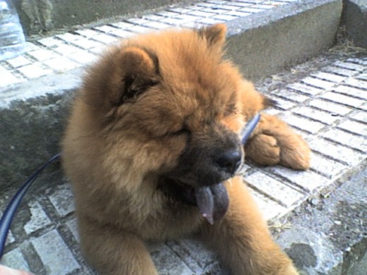 Roger un chow gaditano de color rojo ,aqui tenia 5 meses..ahora tiene 6 añitos ya