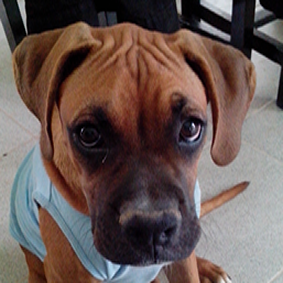 Ficha de rocco (Un perro de nickoesx) | Perros.com