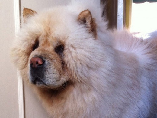 Hermoso chow chow blanco de 3 años.