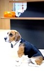 Como podeis apreciar, es un precioso Beagle de tamaño grande, pero sin sobre pasar la línea. tiene un pelaje muy buen cuidado con un brillo impecable.
Está en muy buena forma física.