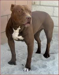 este es mi perro de color marrón oscuro es mi mejor amigo la foto fue sacada en la parte de atrás de mi casa 