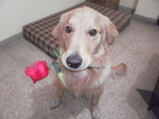 Me llamo Randy, soy un Golden Retriever de 11 meses y estoy en la búsqueda de una novia linda como yo, no tengo pedigree, pero soy lindo y hermoso cachorro, musculoso, amoroso, inteligente y muy obediente. Todavía estoy algo jovén pero podríamos ir conociéndonos.
