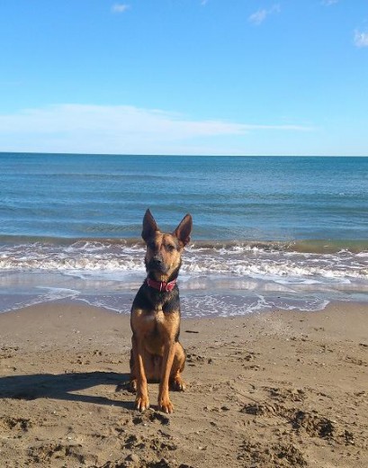 Thor en la playa de Port Saplaya