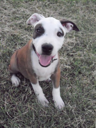 ROCKY HERMANO DE CANELO Y PANTERA