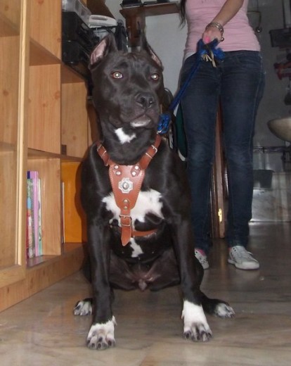 mi turkita con 8 meses
