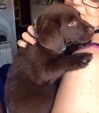 Kaiser es un labrador chocolate con 3 meses en esta foto
