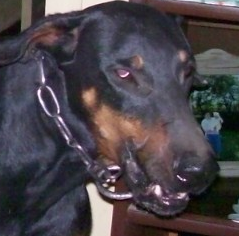 necesito encontrar novia para mi perro
