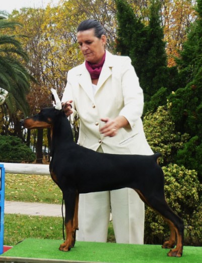 ATHEA, ES HIJA DE UN RECONOCIDO DOBERMANN ARGENTINO LLAMADO IÑAQUI Y ELLA FIEL A SU DESCENDECIA, LOGRO GANAR EN UNA EXPO DEL DOBERMANN CLUB ARGENTINO, "RESERVADO DE CACHORRO Y MEJOR SEXO OPUESTO". TODO UN LOGRO.