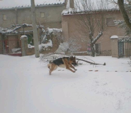 Le encanta saltar, correr y jugar en la nieve, de ahí esta foto.