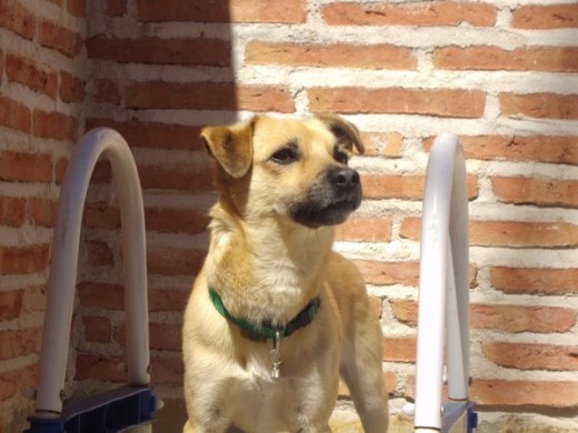 Este era el rey de la casa 