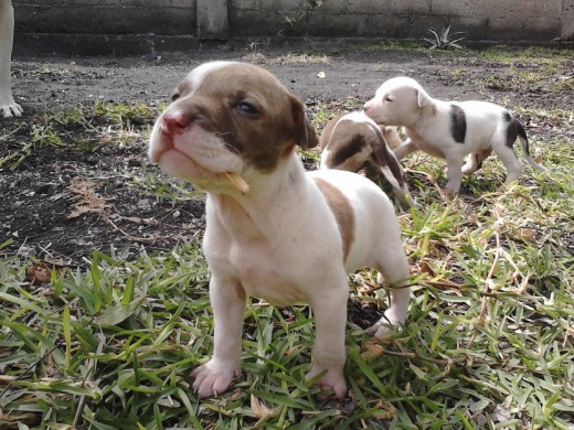 Esta es mi perrita kira cuando la compre me dijeron que es cruza de bull terrier  con pitbull pero no se ustedes diganme? 
Tiene los ojos verdes :3