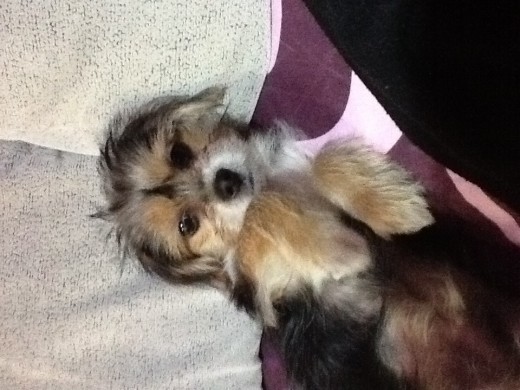 Medio dormido