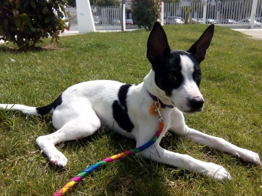 Kiara tomando el sol en el parque con 3 meses