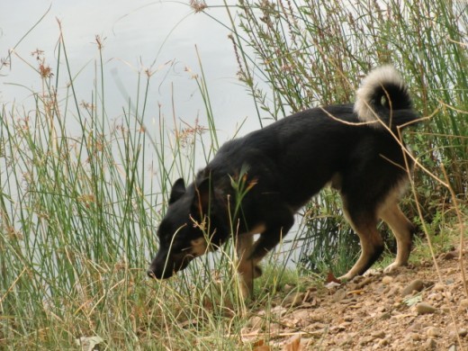 Junto a río Cea, de paseo. 