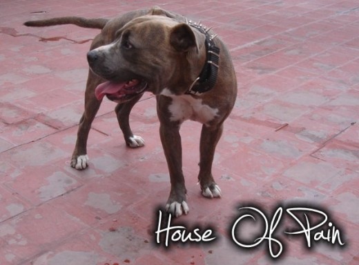 www.houseofpainkennel.com