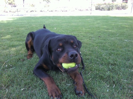 puskas de cachorro