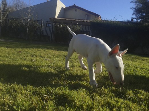 Iker en un dia de paseo...