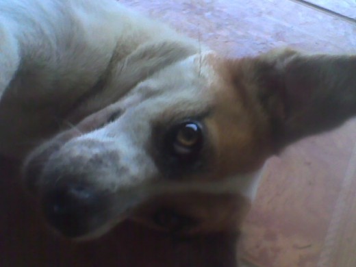 chiniada