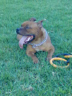 ROCCO EN SU SITIO PREFERIDO DE JUEGO